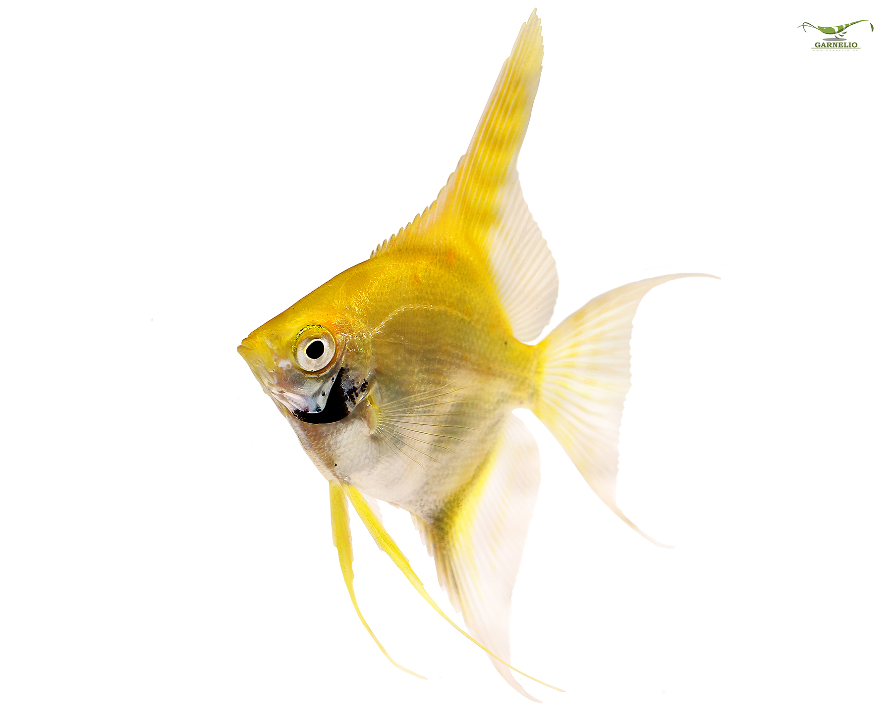 Gold Angelfish, Pterophyllum scalare